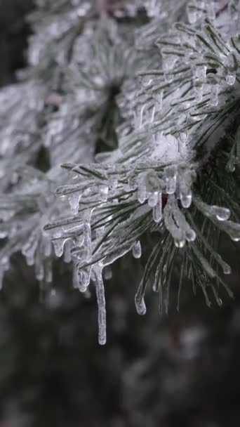 Ветви Сосны Покрыты Льдом После Замерзающего Дождя — стоковое видео