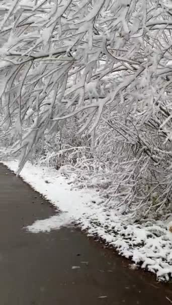 Estrada Solitária Inverno Floresta Homem Perto Carro Cópia Espaço — Vídeo de Stock