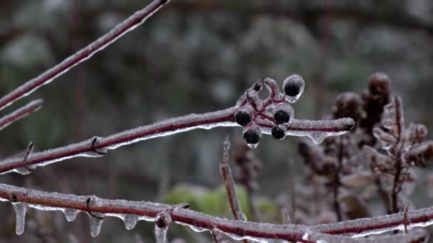Větve Stromů Pokryté Ledem Zamrzlé Dešťové Bouři Zavřít — Stock video