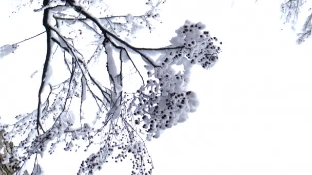 Trees Branches Covered Snow Snowstorm Close — Stock Video