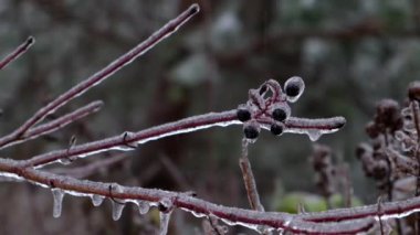 Donmuş yağmurdan sonra buzla kaplı ağaç dalları yaklaşır.