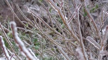 Donmuş yağmurdan sonra buzla kaplı ağaç dalları yaklaşır.
