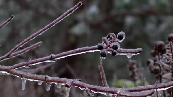 Větve Stromů Pokryté Ledem Zamrzlé Dešťové Bouři Zavřít — Stock video