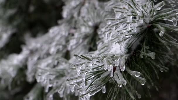 Branches Pins Couvertes Glace Après Une Tempête Pluie Verglaçante Gros — Video