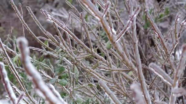Branches Arbres Recouvertes Glace Après Une Tempête Pluie Verglaçante — Video