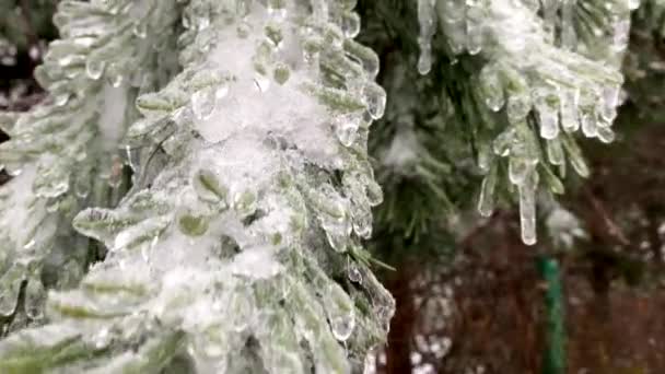 Branches Arbres Recouvertes Glace Après Une Tempête Pluie Verglaçante — Video