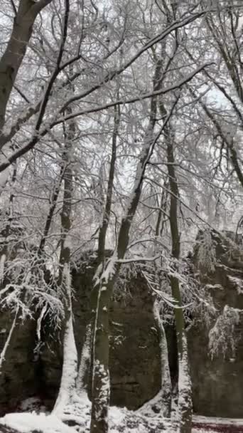 Rami Innevati Foresta Invernale Paesaggio Coperto Neve Bianca — Video Stock