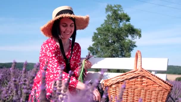 Güneşli Yaz Gününde Lavanta Tarlasının Ortasında Kırmızı Elbisesiyle Bankta Oturan — Stok video