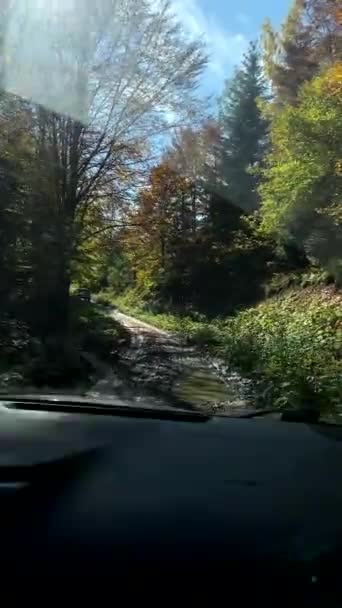 Bergerak Maju Pada Mobil Suv Oleh Hutan Musim Gugur Dari — Stok Video