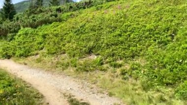 first person view walking forward by mountain trail summer sunny day