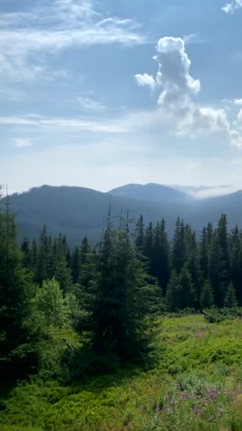 Ουκρανικά Καρπάθια Βουνά Τοπίο Καλοκαίρι Ηλιόλουστη Μέρα — Αρχείο Βίντεο