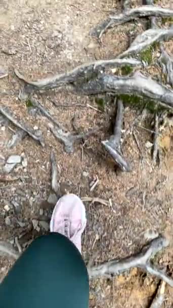 1人目ビューカルパチア山脈の森林歩道を歩く観光客の旅行コンセプト — ストック動画