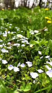 Çimenlerde açan çiçekler İlkbaharı kapatır