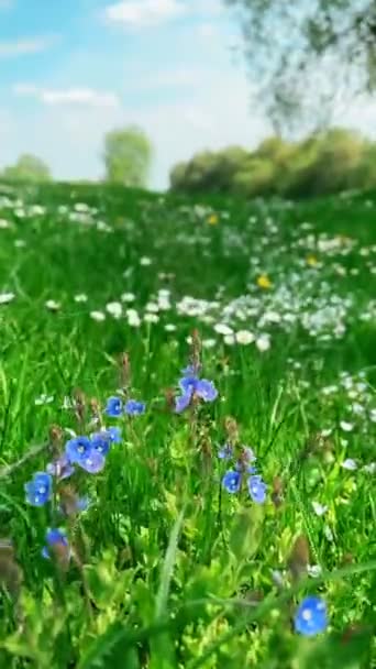 Квітучі Квіти Ромашки Крупним Планом Зеленій Траві Копіювання Простору — стокове відео