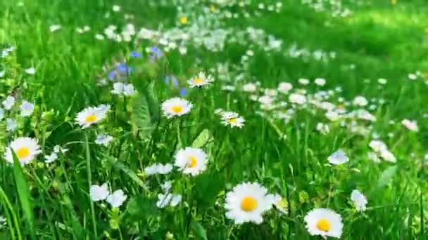 Bunga Chamomile Mekar Menutup Ruang Salinan Rumput Hijau — Stok Video