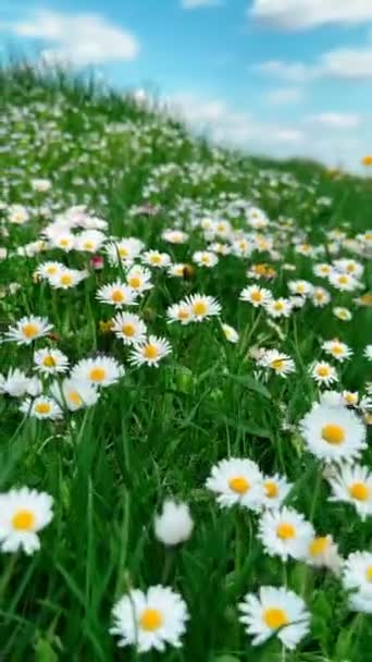 Blooming Chamomile Flowers Close Green Grass Copy Space — Stock Video