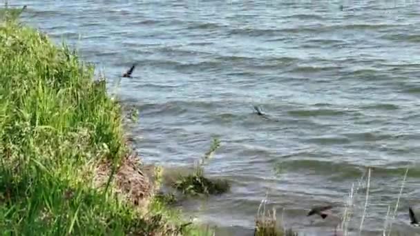 Schwalbenvogel Seestrand Fliegt Und Frisst Käfer — Stockvideo