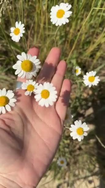 Жінка Рука Ніжно Торкається Квітів Ромашки Полі — стокове відео