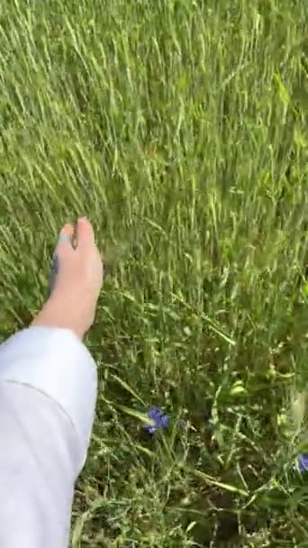 Женщина Рука Трогает Фиолетовые Цветы Пшеничном Поле Закрыть Летний День — стоковое видео