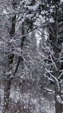 Kar kayağı merkezinin fotokopi alanıyla kaplı çam ağacının görüntüsü