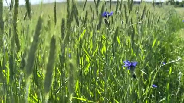 Flores Violetas Campo Trigo Fechar Dia Verão — Vídeo de Stock