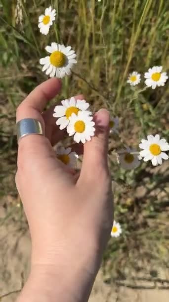 Woman Hand Gentle Touching Chamomile Flowers Field — Stock Video