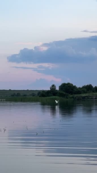 夕日に湖を飛ぶ白い鳥 — ストック動画