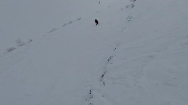 Kayak pistinde köpekli bir snowboardcu.