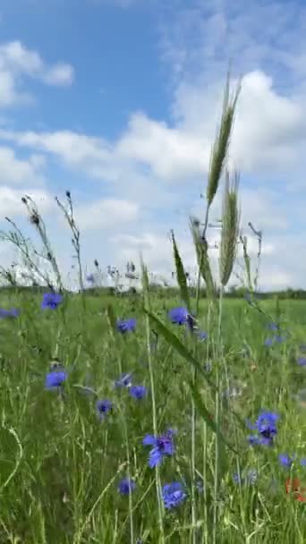 Zielone Pszenicy Pola Farmy Zbliżyć Niebieskie Niebo — Wideo stockowe