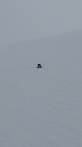 Ski Jatuh Lereng Curam Olahraga Ekstrim — Stok Video