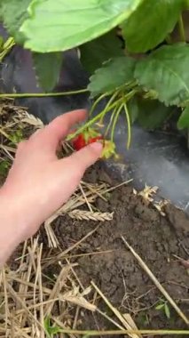 Pov kadın çiftlikten geçiyor Çilek fotokopi alanı topluyor