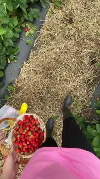 収穫期にイチゴを採集する娘を持つPov母 — ストック動画