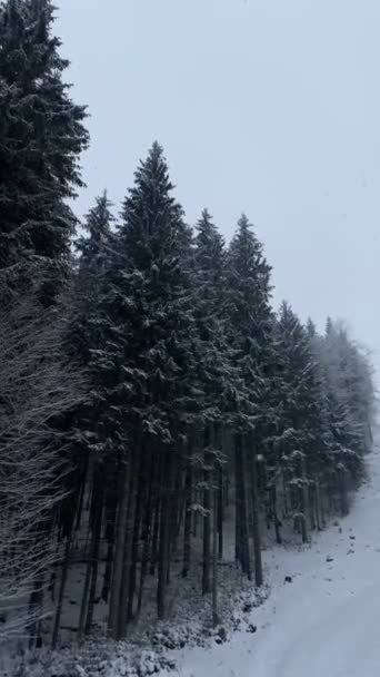 Berg Vinter Landskap Tall Träd Täckt Med Snö Kopiera Utrymme — Stockvideo
