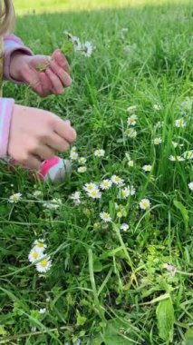 Yeşil tarlada çiçek toplayan sevimli küçük kız.