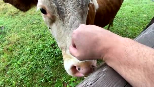 棕色奶牛在农场附近的村庄生活 — 图库视频影像