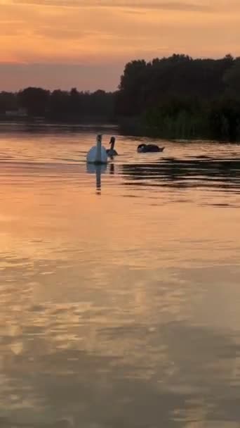 Cisnes Flotando Lago Espacio Copia Puesta Del Sol — Vídeos de Stock