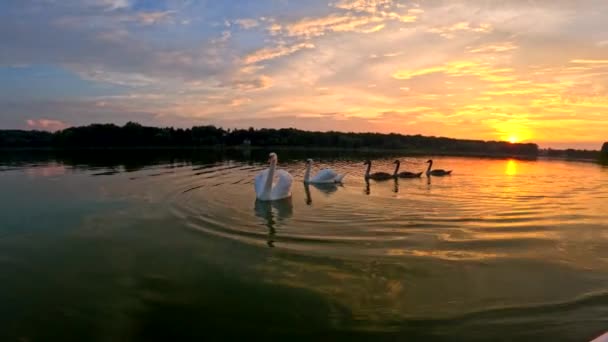 Переодягання Заході Сонця Сімейство Лебедів Краси Природі — стокове відео