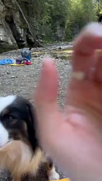 Любимая Милая Собака Горной Реке Летом — стоковое видео