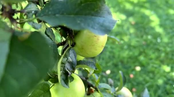 Κλαδί Μήλου Φρούτα Κοντά Στην Καλλιέργεια — Αρχείο Βίντεο