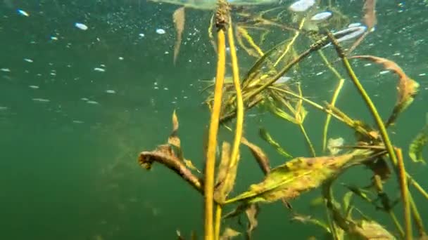 Algues Sous Marines Vue Été Plongée Sous Marine Aller Avant — Video
