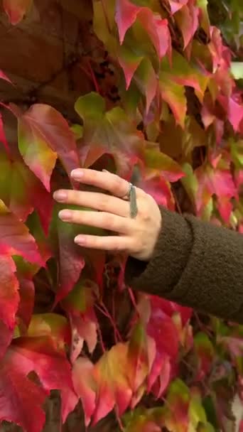 Sarmaşık Bitkisi Sonbaharı Bırakır Kadın Elleri Sonbahar Mevsimini Kapatır — Stok video