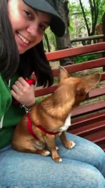 Güzel bir chihuahua köpeği, kadınların kucağında.