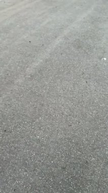 Pov view tasma ile küçük şirin chihuahua köpek insan perspektifi