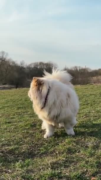 Weißer Flauschiger Hund Der Freien Auf Einem Feld Spaziert — Stockvideo