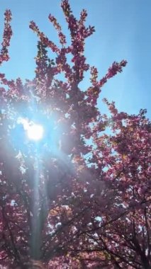 Mutlu çift arkadaşlar parkın dışında eğleniyor. Arka planda pembe sakura ağaçları açıyor.