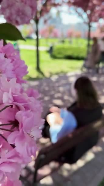Квітучі Квіти Сакури Крупним Планом Жінка Працює Ноутбуці Фоні Сидячи — стокове відео