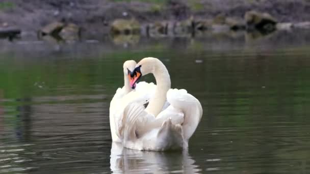 Белый Лебедь Плавающий Открытом Пруду Весеннее Время — стоковое видео