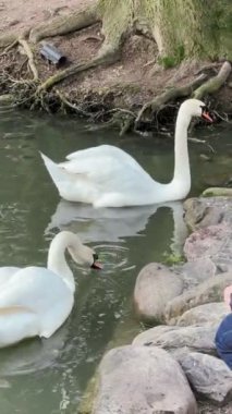 Beyaz kuğu baharda halka açık havuzda yüzüyor.