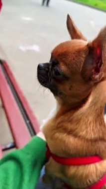 Güzel bir chihuahua köpeği, kadınların kucağında.