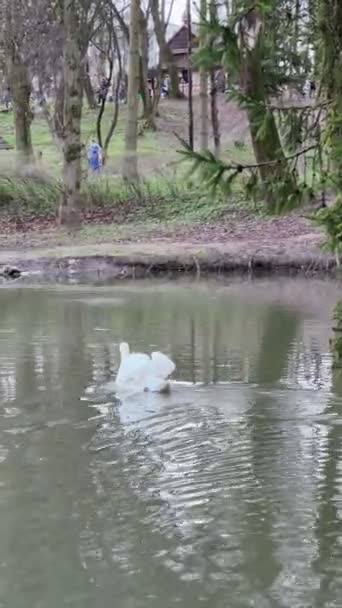 Cisne Blanco Flotando Estanque Público Primavera — Vídeo de stock
